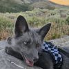 Pluto The Fox