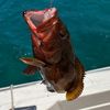 pumpkinseedsunfish