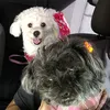 Universo dos Peludos