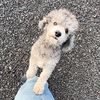 the.paw.team