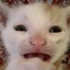 hi_.xd2