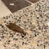 cucaracha2000.10