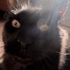 pancho.the.destroyer
