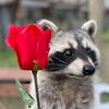 abbietheraccoon