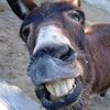 mrdonkey29