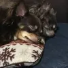 mickeytiara