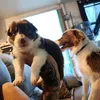 cachorroscollie2025
