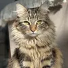 honey.mainecoon.t