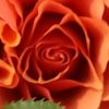 sophia_01_08_