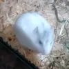 funiachomik