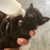 Tray For Stray