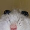 random_cheese_eat