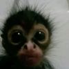 ilovemonkeysandmelanie1