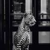 usmann_751