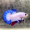 bettamientay63