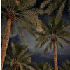 mashari.mohammad6