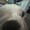 pookie_smiles2
