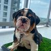 hank_theenglishbulldog