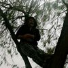 alshfery
