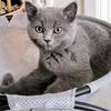 britishshorthair6