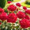 irfan77926