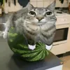 melon_cat007