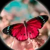 lea_30265