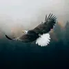 eagleeyes287