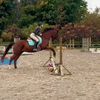 horsesontopfr