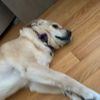 maxslays12