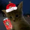 kiwicat018