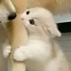 bunnii_26