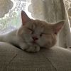 the.best.cat11