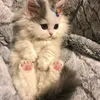 lizochka_1338