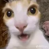 stupid_yuki2