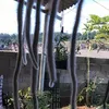 dircedasilvalima3
