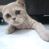 ceci.chelsy.70