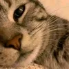 kimrana.ammad