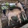 putra_farm121