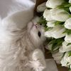 a_yasmina1