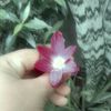 nifrat86