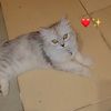 babu62606
