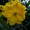 ngccanh851