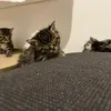quietshelf