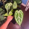 plant.oasis4