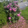 seena_126