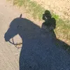 prvt.stlla