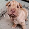 REXXAR el Bachicha