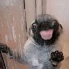pug123458