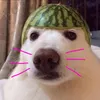 j_ne4tsigel